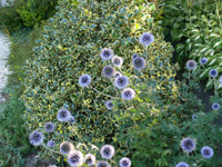 echinops ritro.jpg_s.jpg